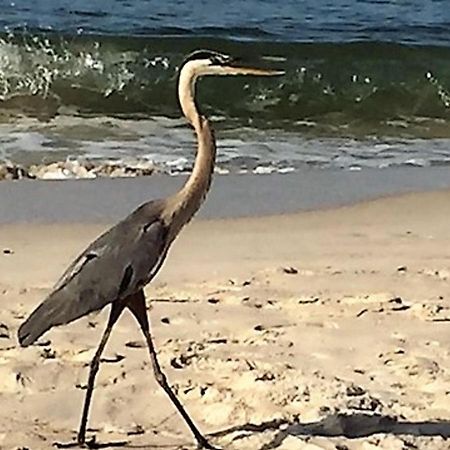 Phoenix Gulf Shores 1203 By Bender Vacation Rentals Eksteriør billede